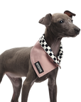 Chuan Xing Pet Bandanas